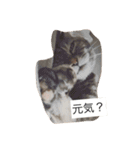 キャワイイmaachan（個別スタンプ：1）