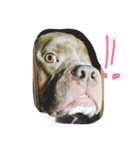 bully（個別スタンプ：1）