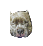 bully（個別スタンプ：8）