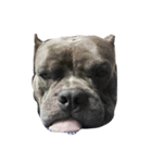bully（個別スタンプ：9）