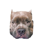 bully（個別スタンプ：10）