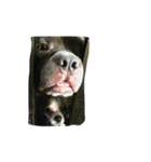 bully（個別スタンプ：11）