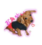 ♡カニンヘンダックスフントのててちゃん♡（個別スタンプ：1）