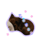 ♡カニンヘンダックスフントのててちゃん♡（個別スタンプ：17）