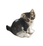 可愛い動物のお友達（個別スタンプ：1）