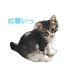 可愛い動物のお友達（個別スタンプ：2）