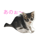 可愛い動物のお友達（個別スタンプ：3）