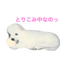 可愛い動物のお友達（個別スタンプ：5）