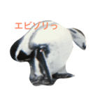 可愛い動物のお友達（個別スタンプ：6）