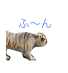 可愛い動物のお友達（個別スタンプ：15）