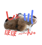 マルプー武蔵3（個別スタンプ：2）