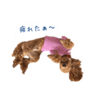 トイプー★チョコの日常（個別スタンプ：21）