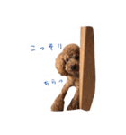 トイプー★チョコの日常（個別スタンプ：22）