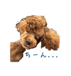 トイプー★チョコの日常（個別スタンプ：23）