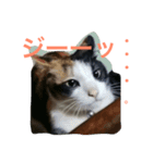 三毛猫アロアと琉球犬チョコ（個別スタンプ：1）