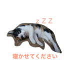 三毛猫アロアと琉球犬チョコ（個別スタンプ：2）