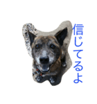 三毛猫アロアと琉球犬チョコ（個別スタンプ：5）
