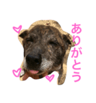 三毛猫アロアと琉球犬チョコ（個別スタンプ：6）