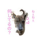 三毛猫アロアと琉球犬チョコ（個別スタンプ：7）