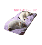 iloveチロイロイ（個別スタンプ：6）