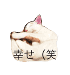 iloveチロイロイ（個別スタンプ：7）
