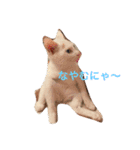 iloveチロイロイ（個別スタンプ：9）