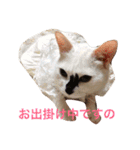 iloveチロイロイ（個別スタンプ：15）