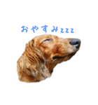 まこまぽすたんぷ（個別スタンプ：2）