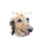 まこまぽすたんぷ（個別スタンプ：11）