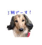 まこまぽすたんぷ（個別スタンプ：15）