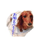 まこまぽすたんぷ（個別スタンプ：21）