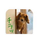 まこまぽすたんぷ（個別スタンプ：29）