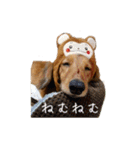 まこまぽすたんぷ（個別スタンプ：31）