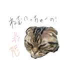 スコティッシュフォールド 小鉄（個別スタンプ：1）