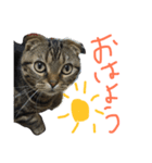 スコティッシュフォールド 小鉄（個別スタンプ：2）