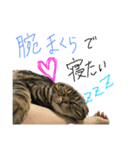 スコティッシュフォールド 小鉄（個別スタンプ：3）