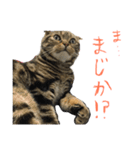 スコティッシュフォールド 小鉄（個別スタンプ：8）