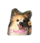 チワワのピンちゃんの日常生活（個別スタンプ：2）