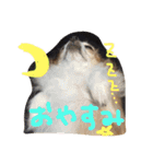 チワワのピンちゃんの日常生活（個別スタンプ：3）