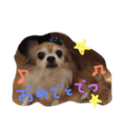 チワワのピンちゃんの日常生活（個別スタンプ：6）