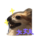 チワワのピンちゃんの日常生活（個別スタンプ：7）