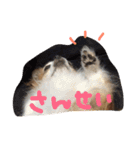 チワワのピンちゃんの日常生活（個別スタンプ：15）