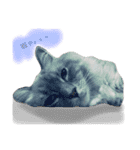 もふ猫ラグドールの一日（個別スタンプ：5）