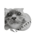 もふ猫ラグドールの一日（個別スタンプ：6）
