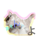 もふ猫ラグドールの一日（個別スタンプ：9）