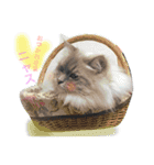 もふ猫ラグドールの一日（個別スタンプ：10）