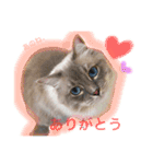 もふ猫ラグドールの一日（個別スタンプ：13）