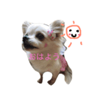 チワワんday（個別スタンプ：1）