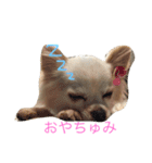 チワワんday（個別スタンプ：2）