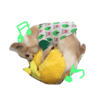 チワワんday（個別スタンプ：3）